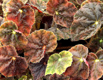 B. ‘Earthtones’